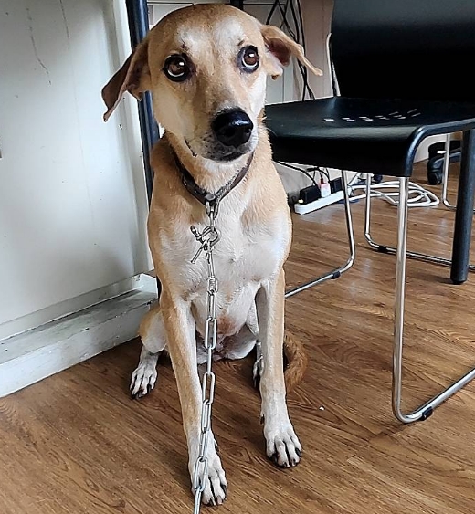 嘉義市已領養狗 混種犬