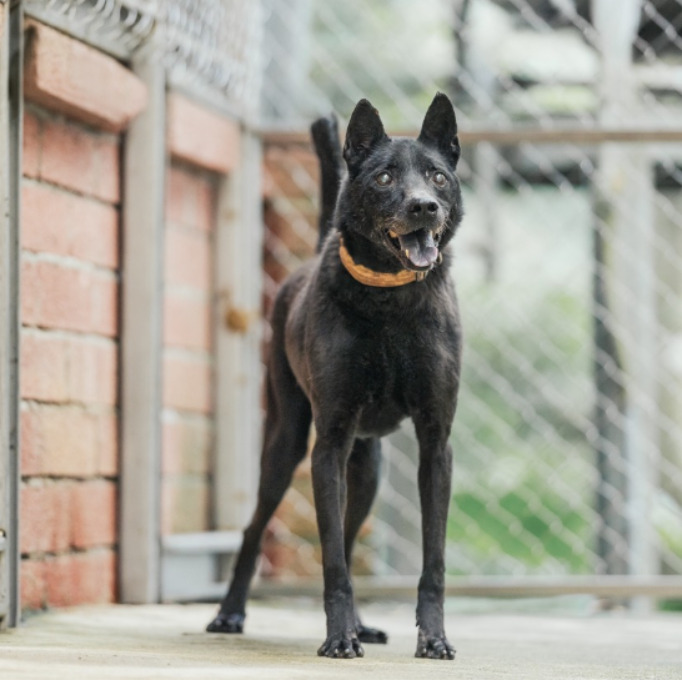 新北市已領養狗 混種犬