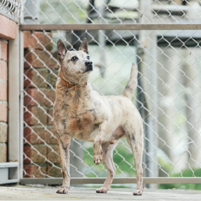 新北市已領養狗 混種犬