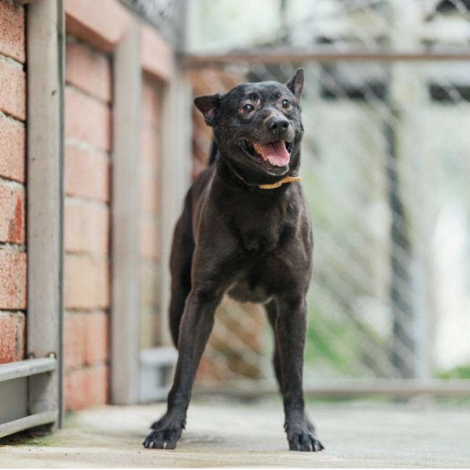 新北市已領養狗 混種犬