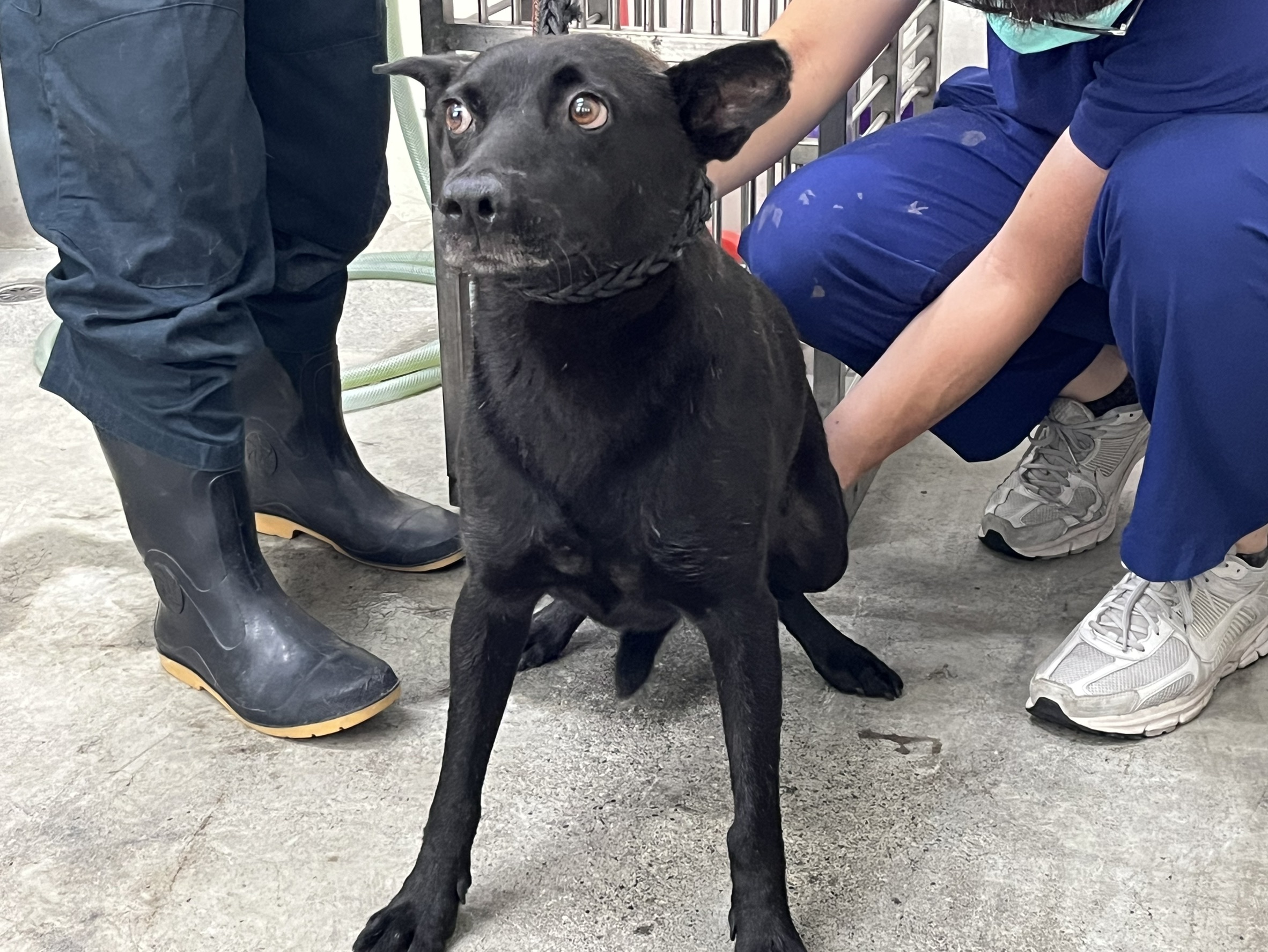 台北市已領養狗 混種犬