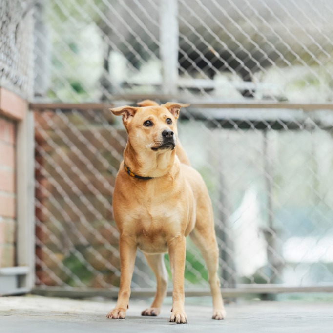 新北市已領養狗 混種犬