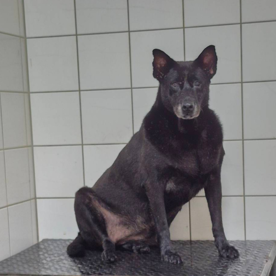 新北市已領養狗 混種犬