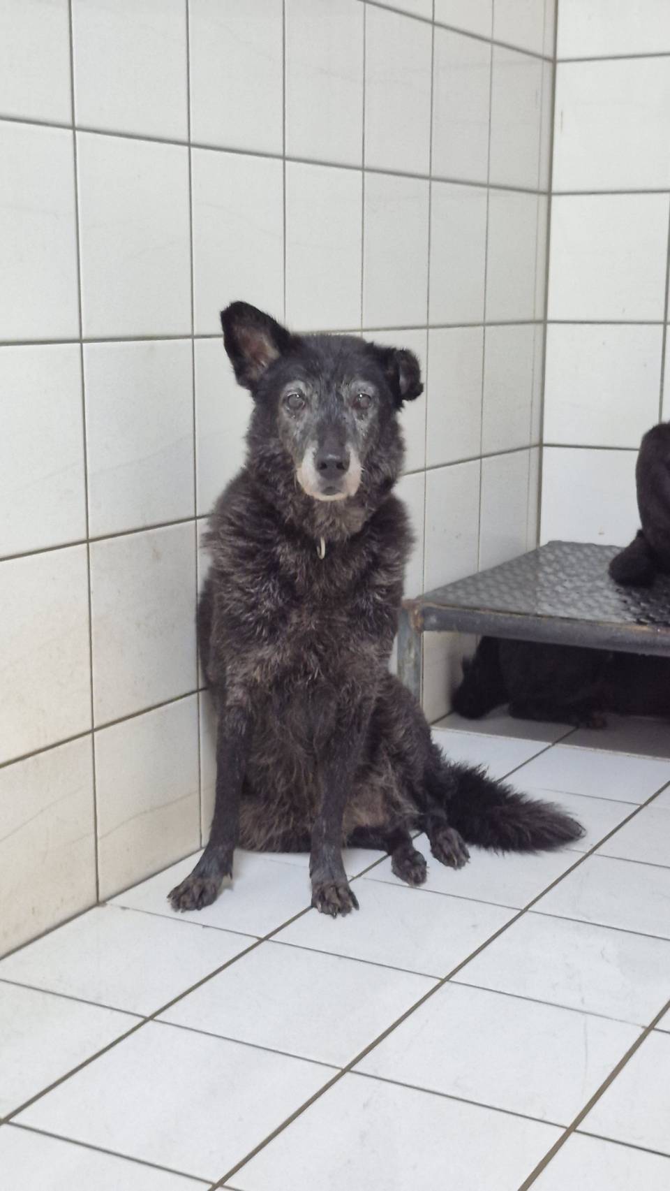 新北市已領養狗 混種犬