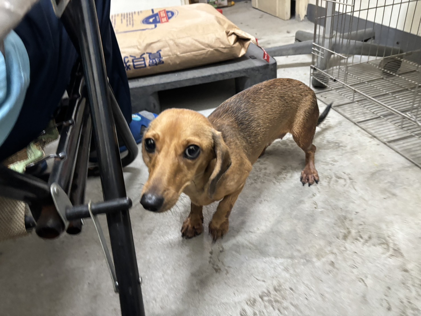 新北市已領養狗 臘腸犬