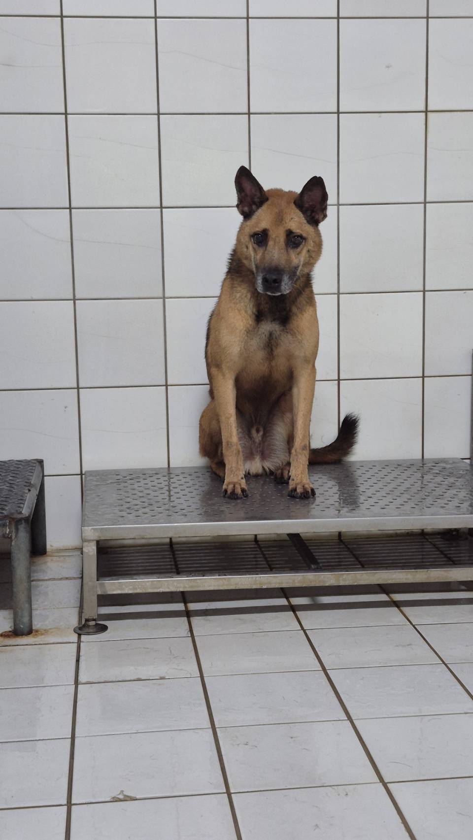 新北市已領養狗 混種犬