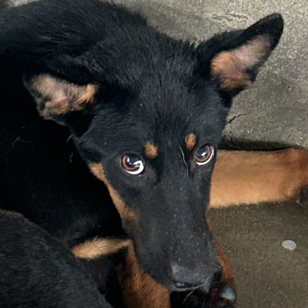 澎湖縣已領養狗 混種犬