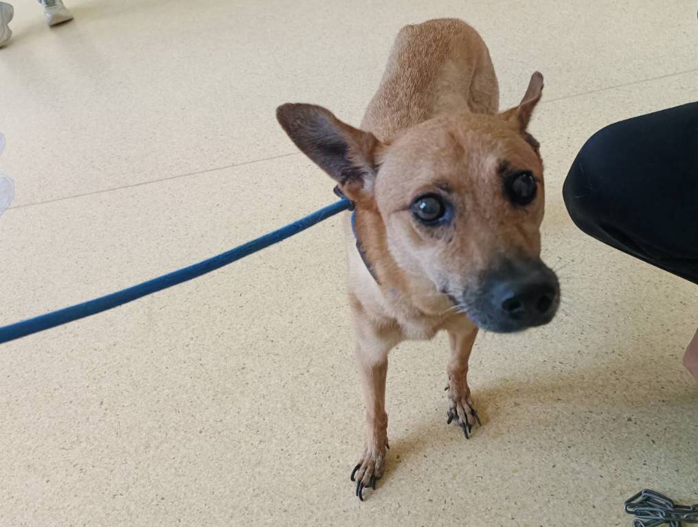 新竹市待認養狗 混種犬