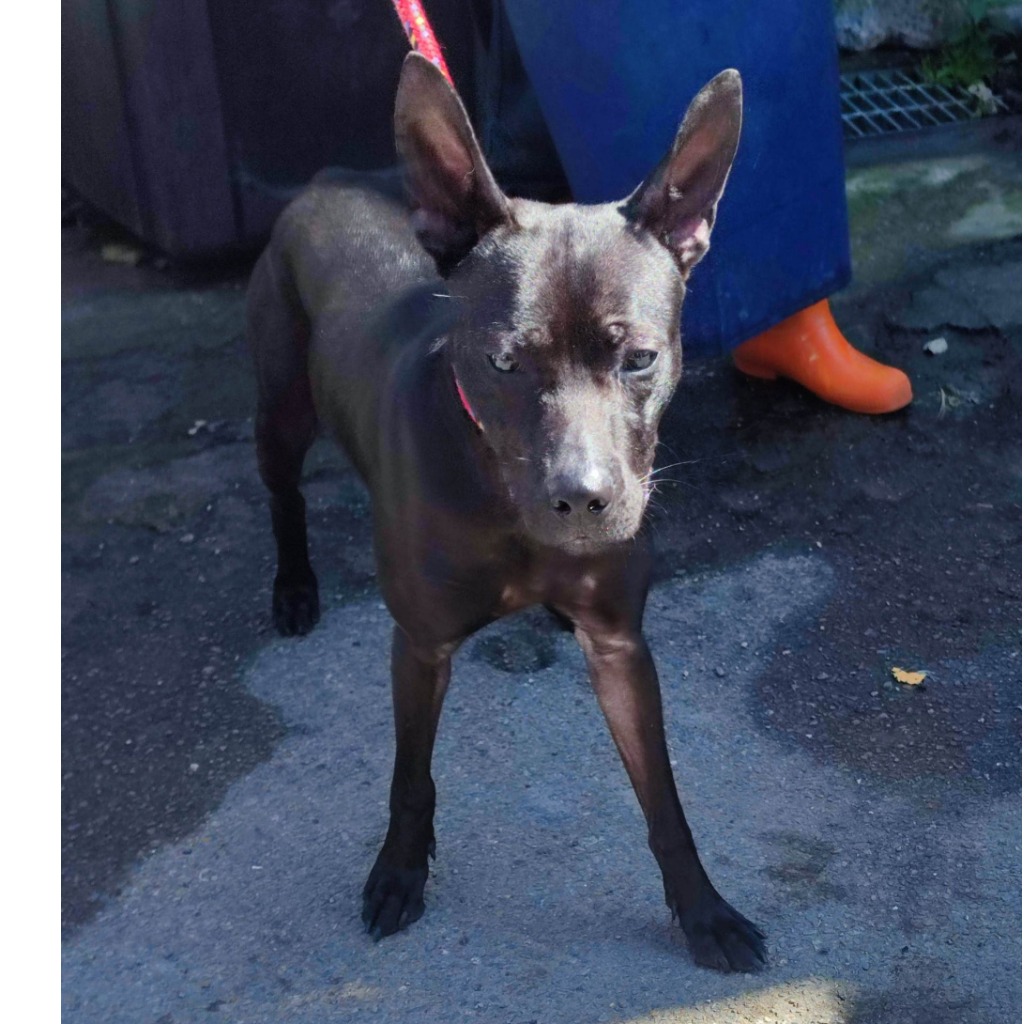 新北市已領養狗 混種犬