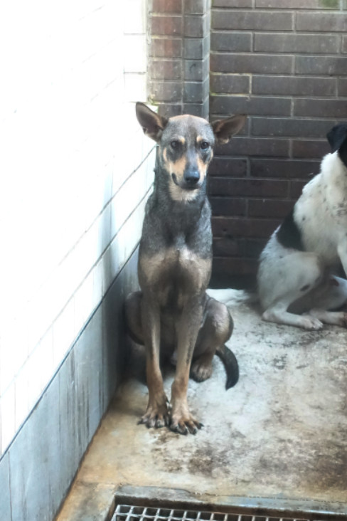 宜蘭縣已領養狗 混種犬