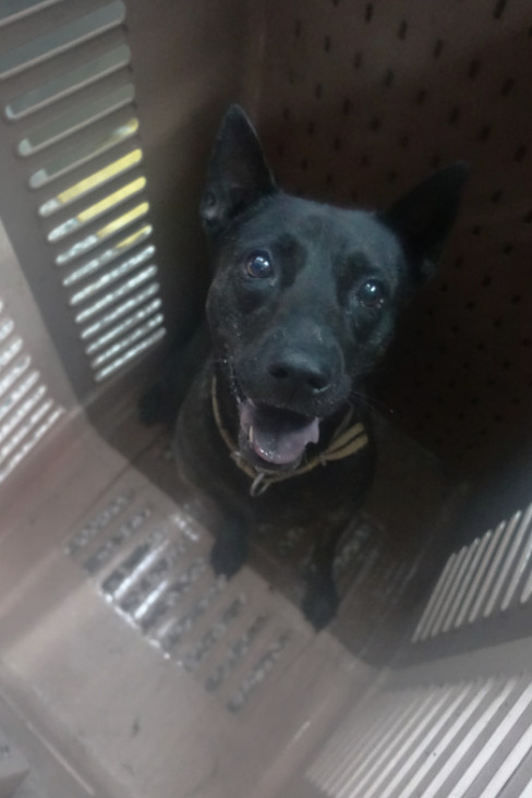 宜蘭縣已領養狗 混種犬