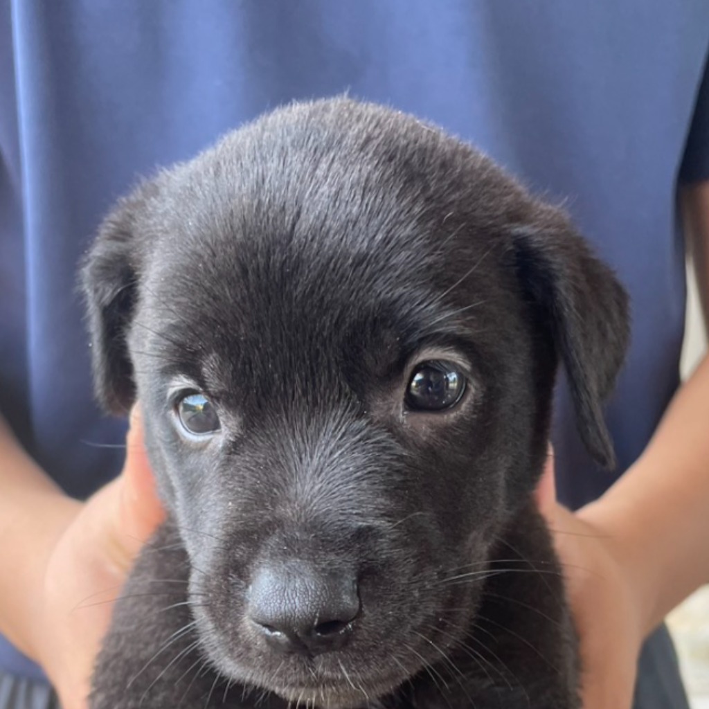 澎湖縣已領養狗 混種犬