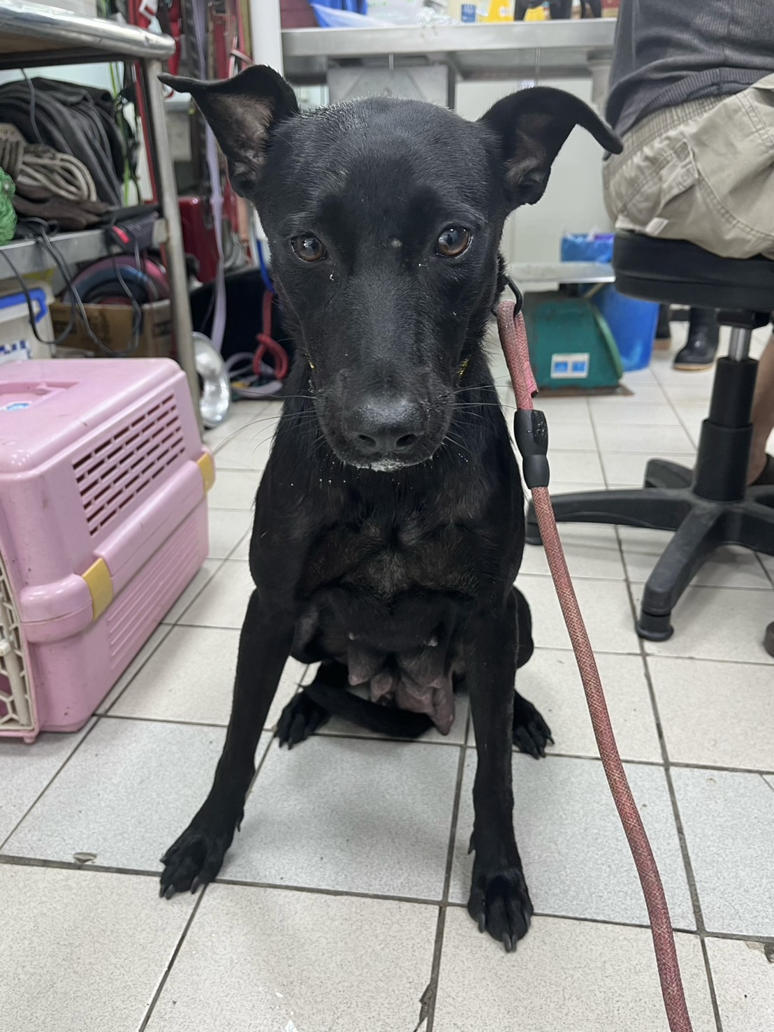 彰化縣已領養狗 混種犬