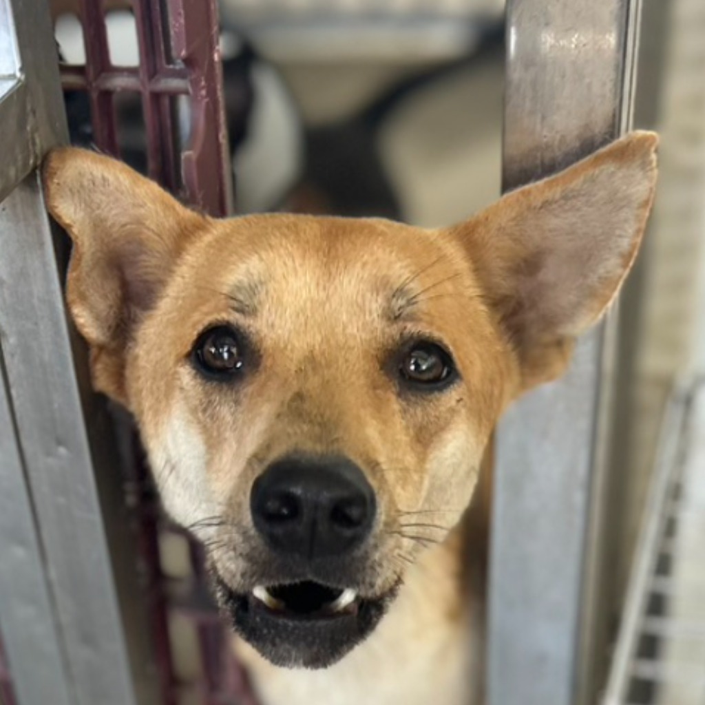 澎湖縣已領養狗 混種犬