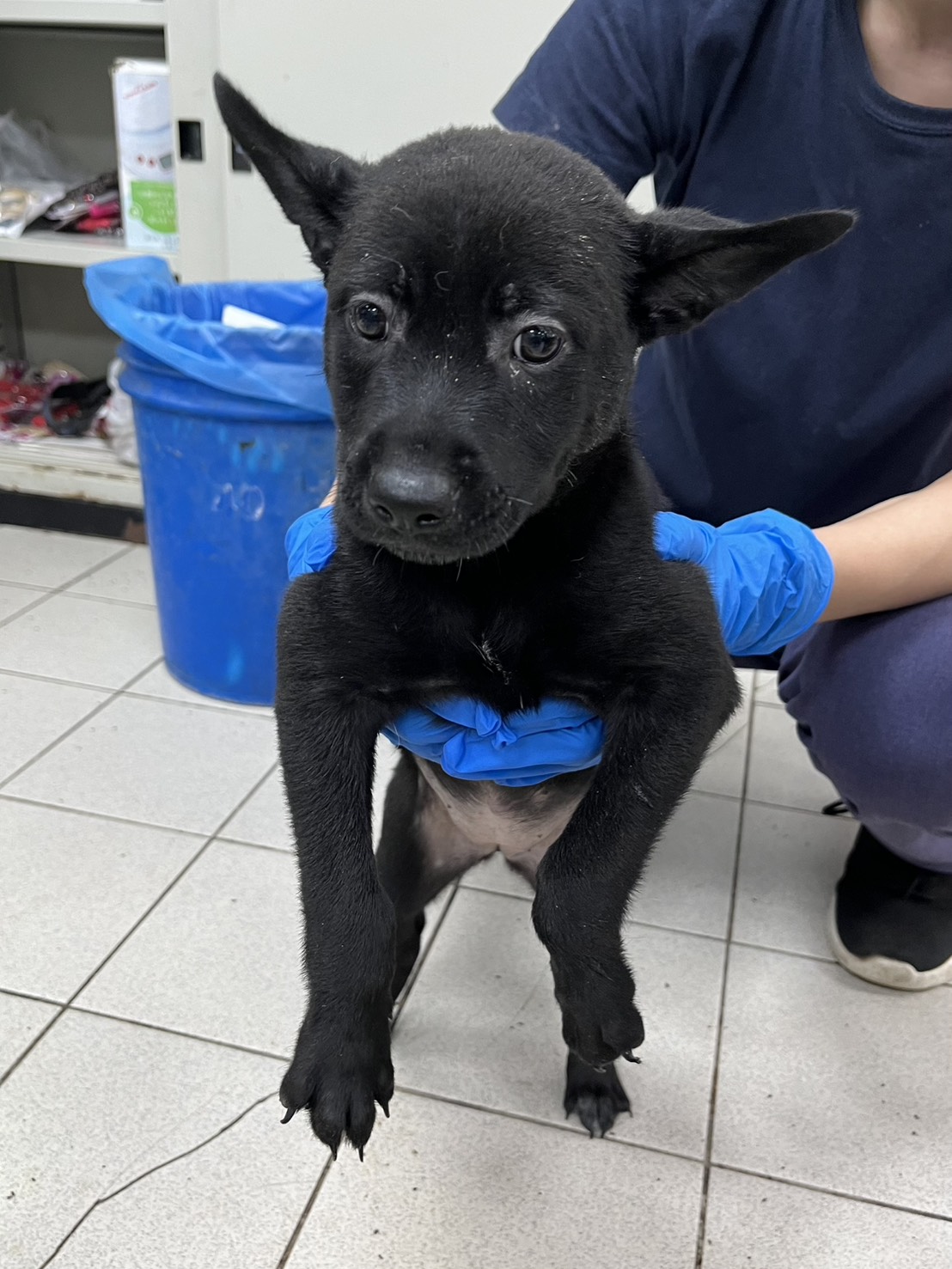彰化縣已領養狗 混種犬