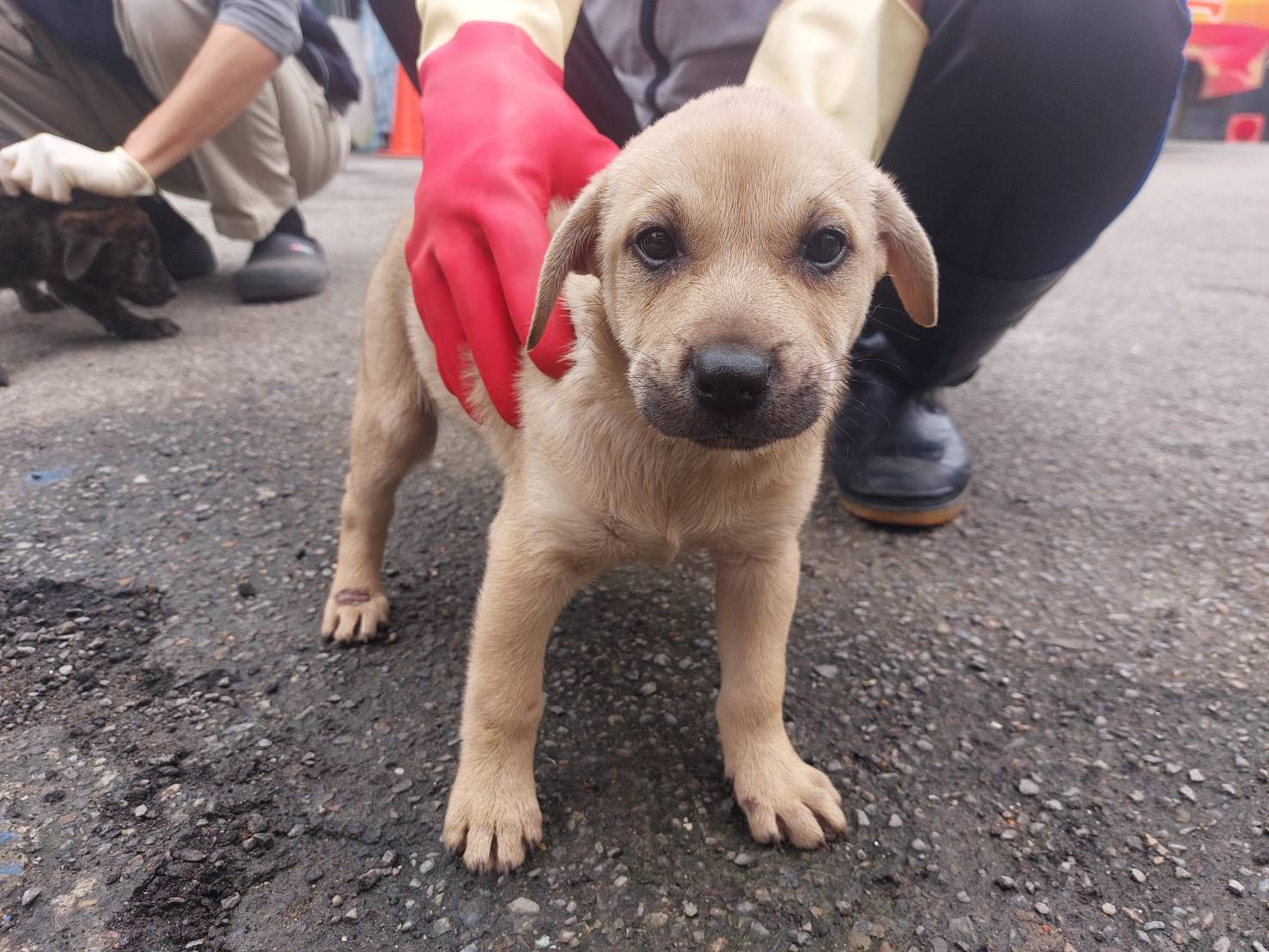 新北市已領養狗 混種犬