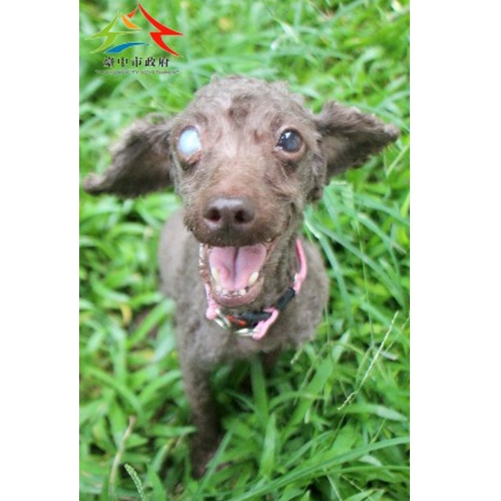 台中市已領養狗 貴賓犬