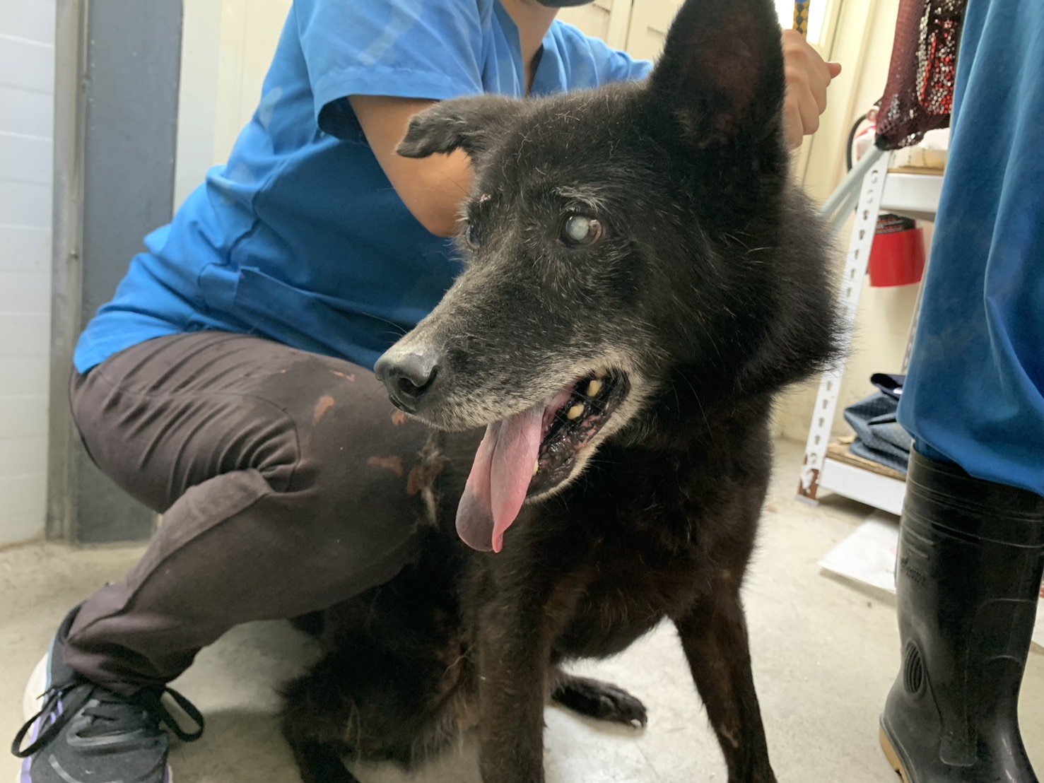台北市已領養狗 混種犬