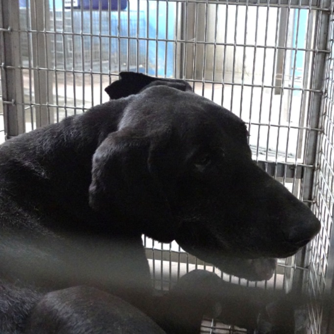 台南市已領養狗 混種犬