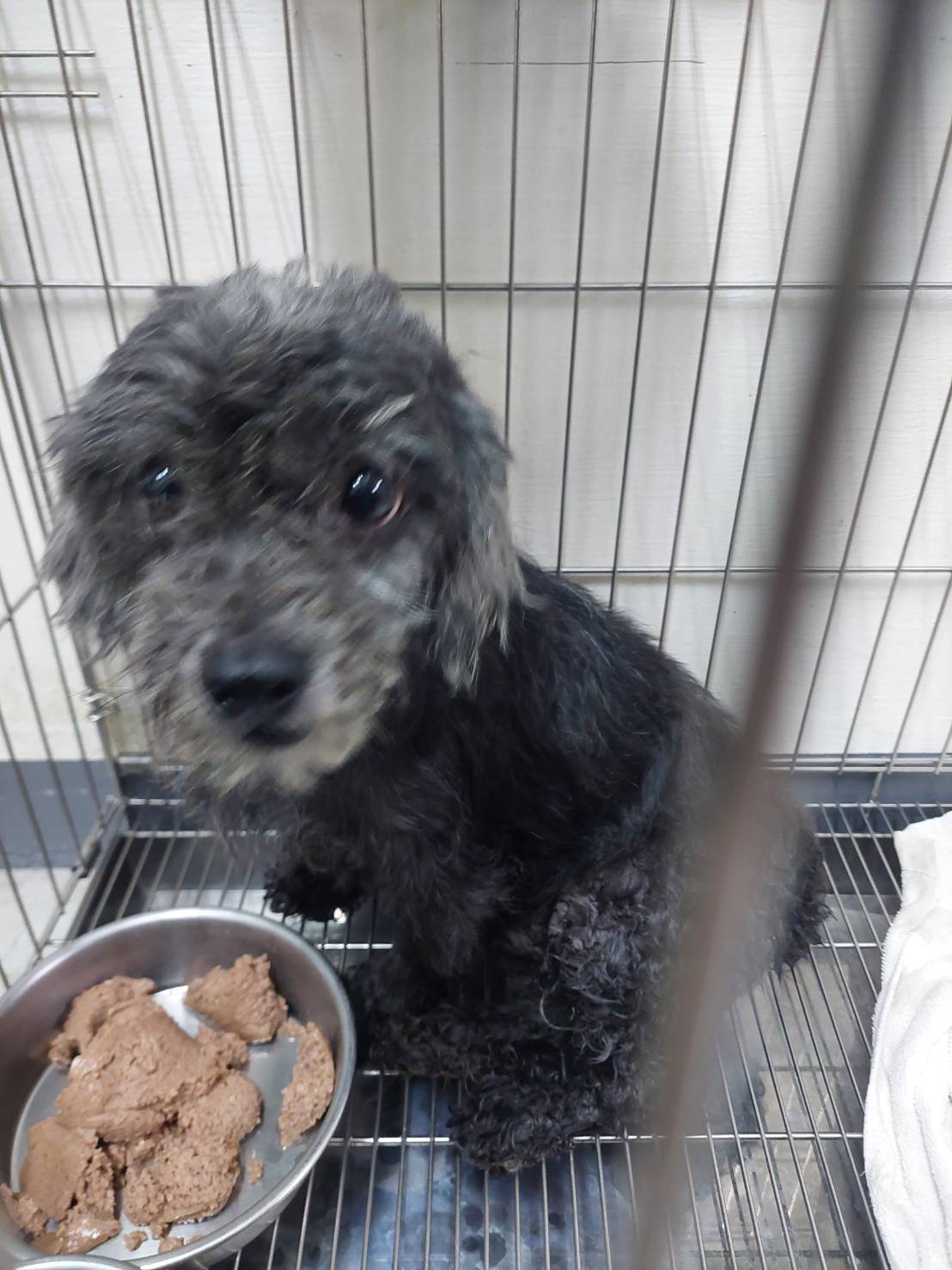 新北市已領養狗 貴賓犬