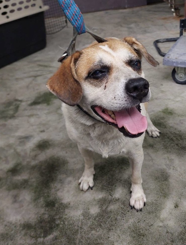 新北市待認養狗 混種犬
