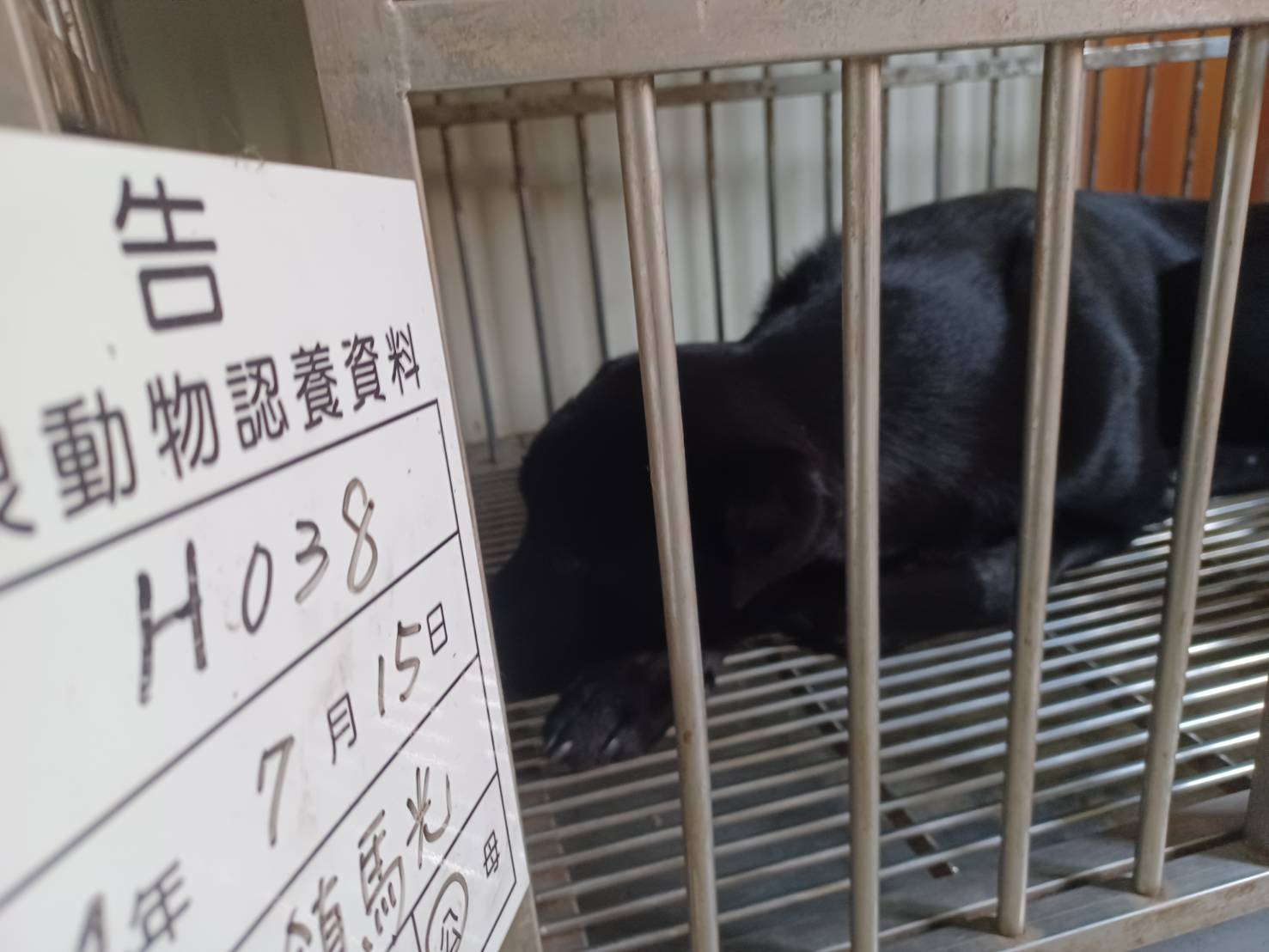 雲林縣已領養狗 混種犬