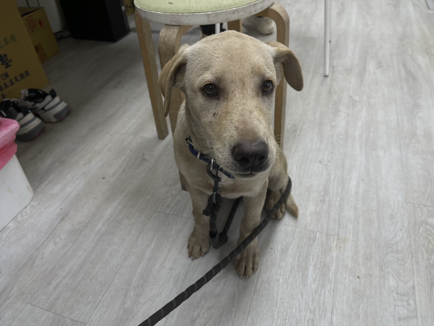 新北市已領養狗 混種犬