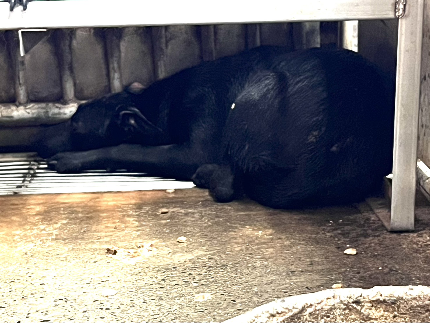 彰化縣已領養狗 混種犬