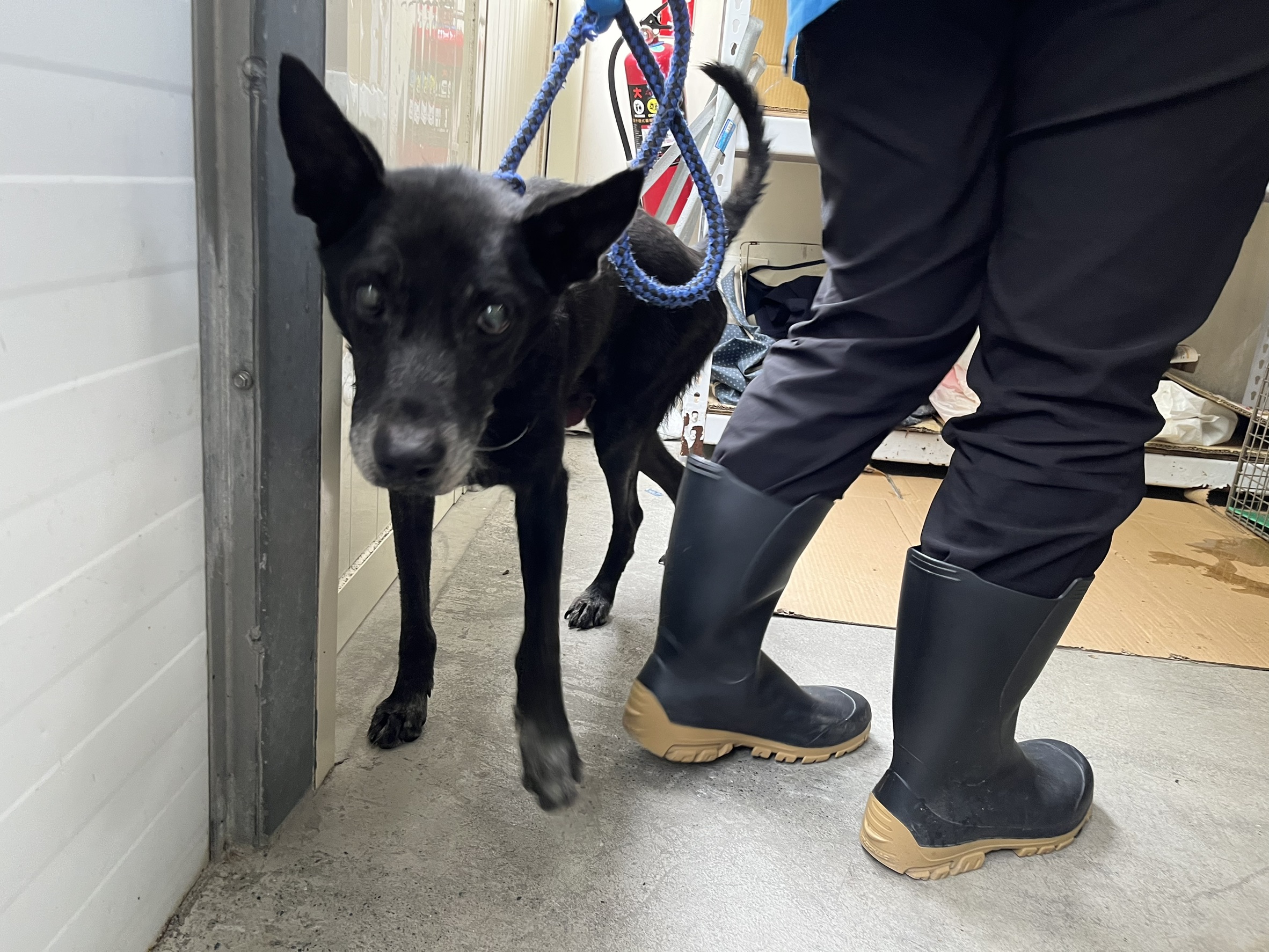 台北市已領養狗 混種犬