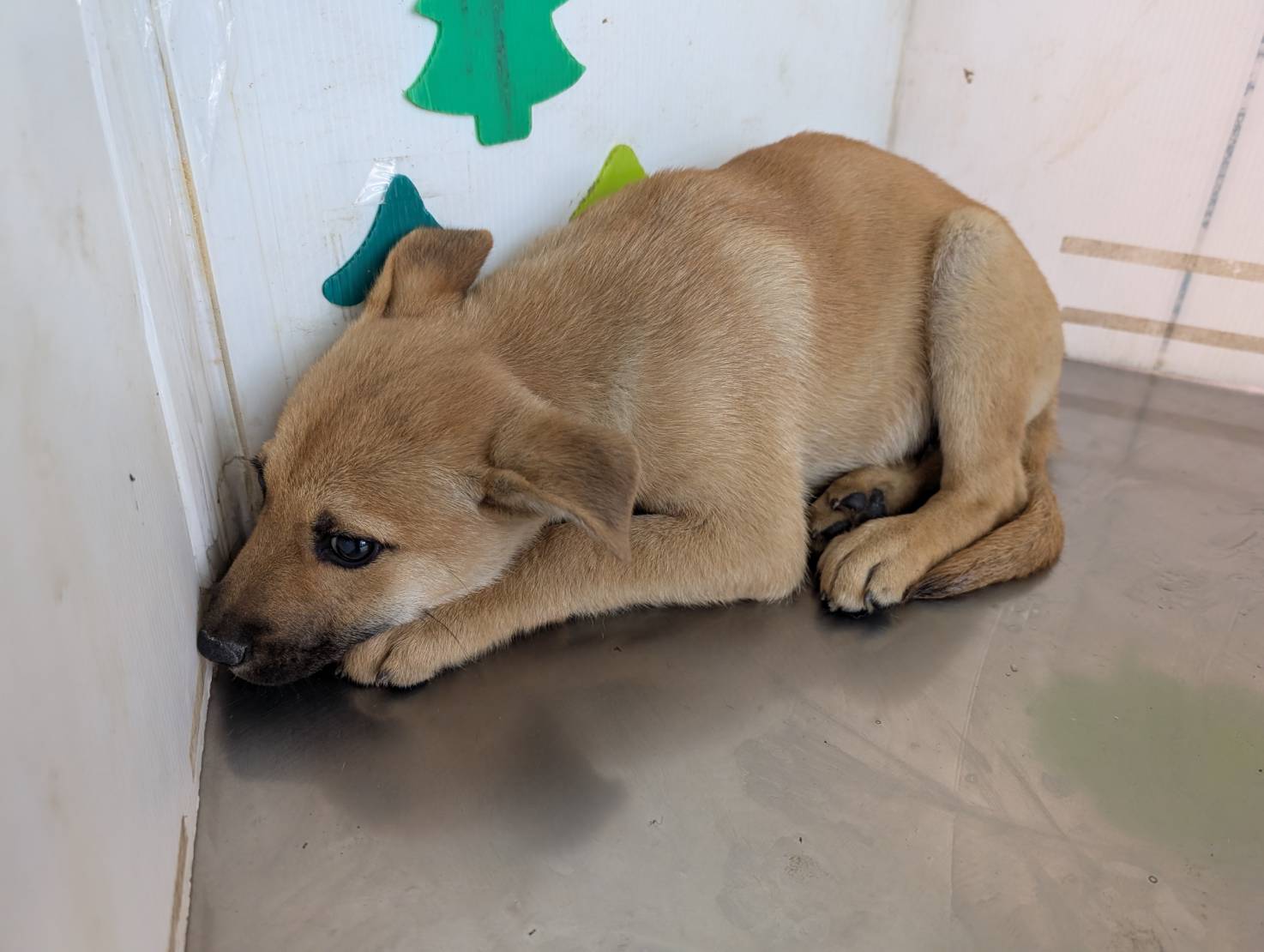 高雄市已領養狗 混種犬