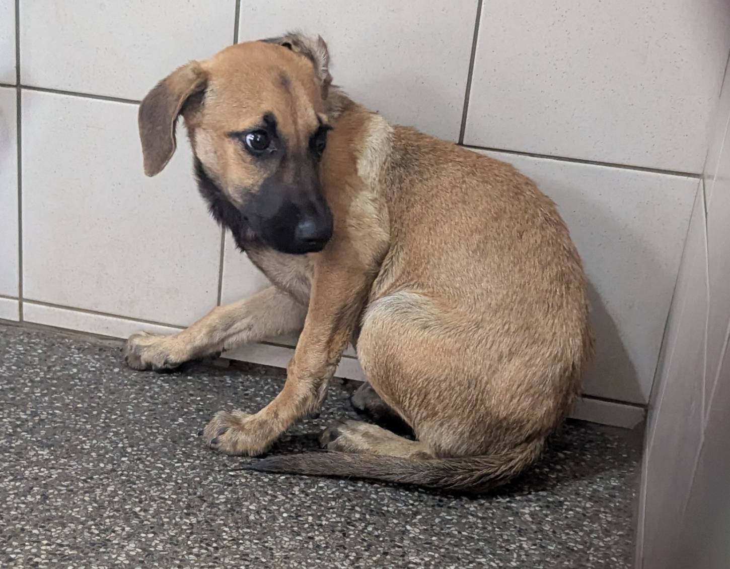 高雄市已領養狗 混種犬