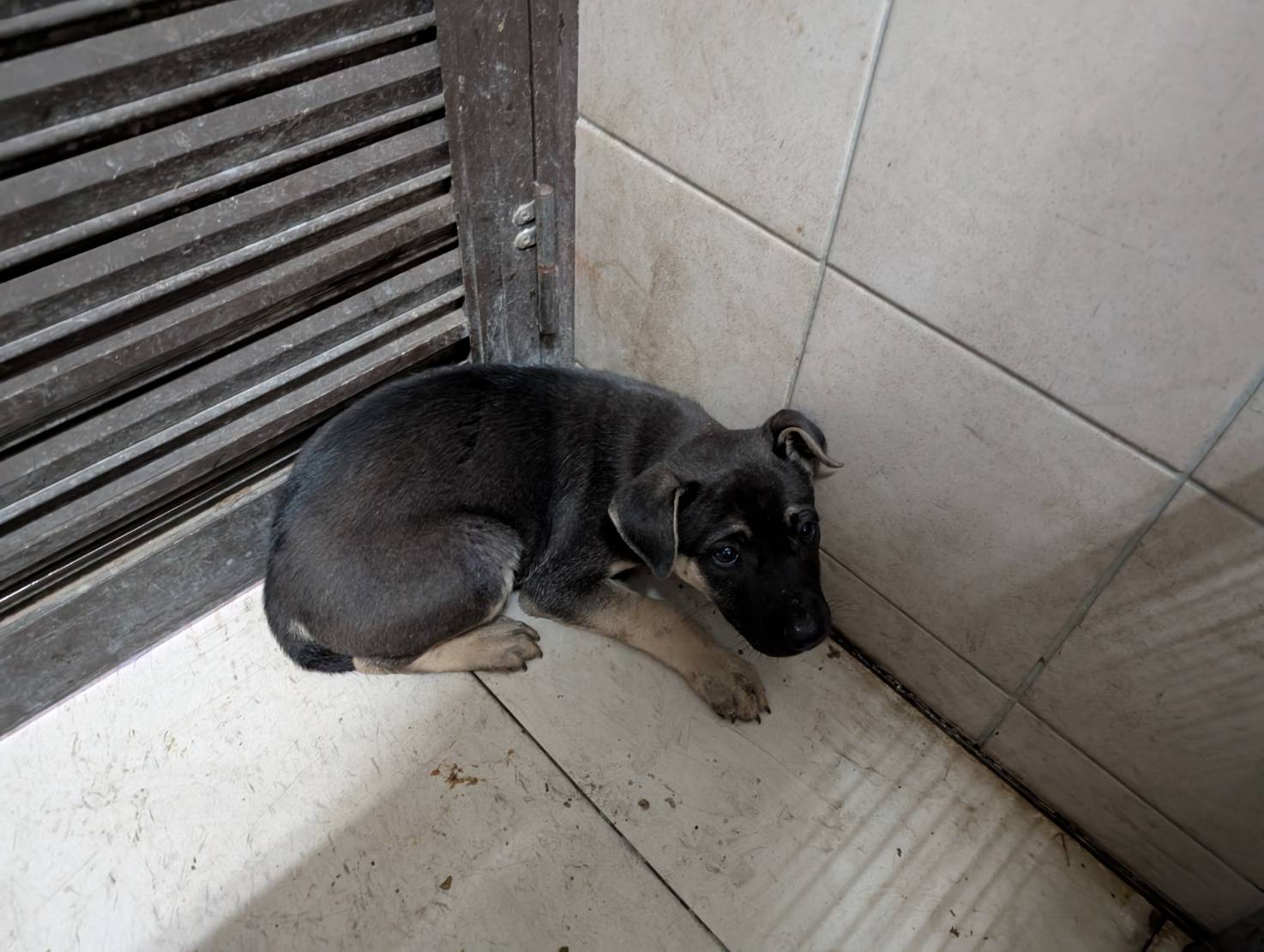 高雄市已領養狗 混種犬
