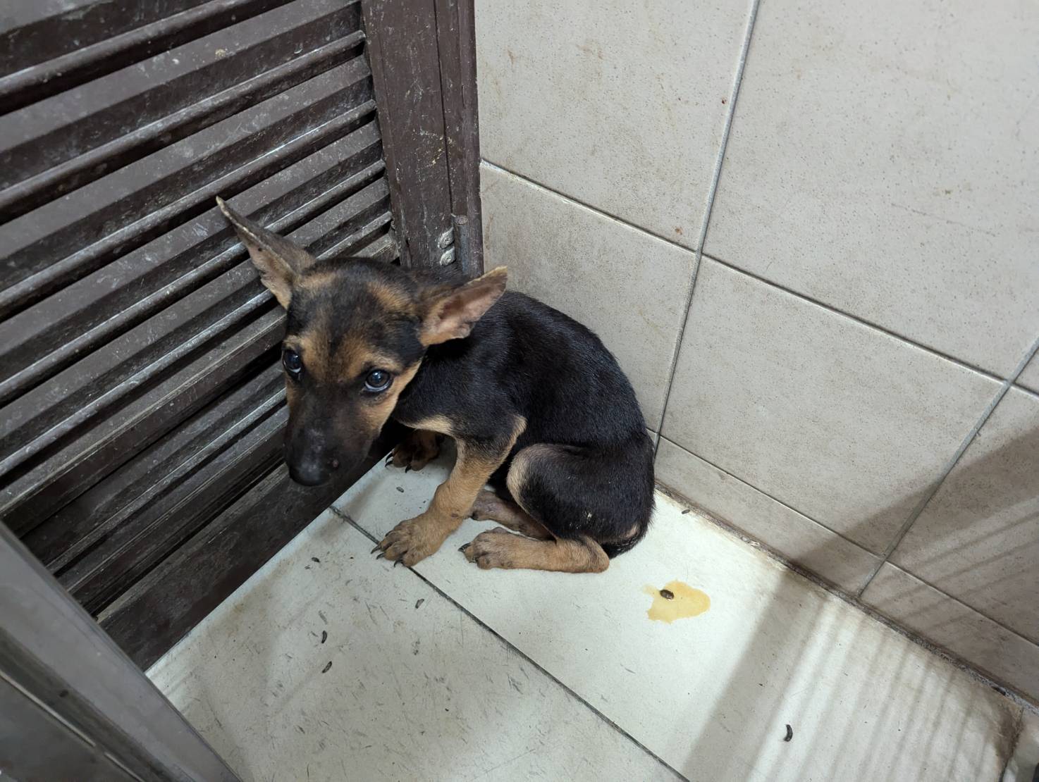 高雄市已領養狗 混種犬