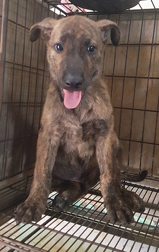 台中市已領養狗 混種犬