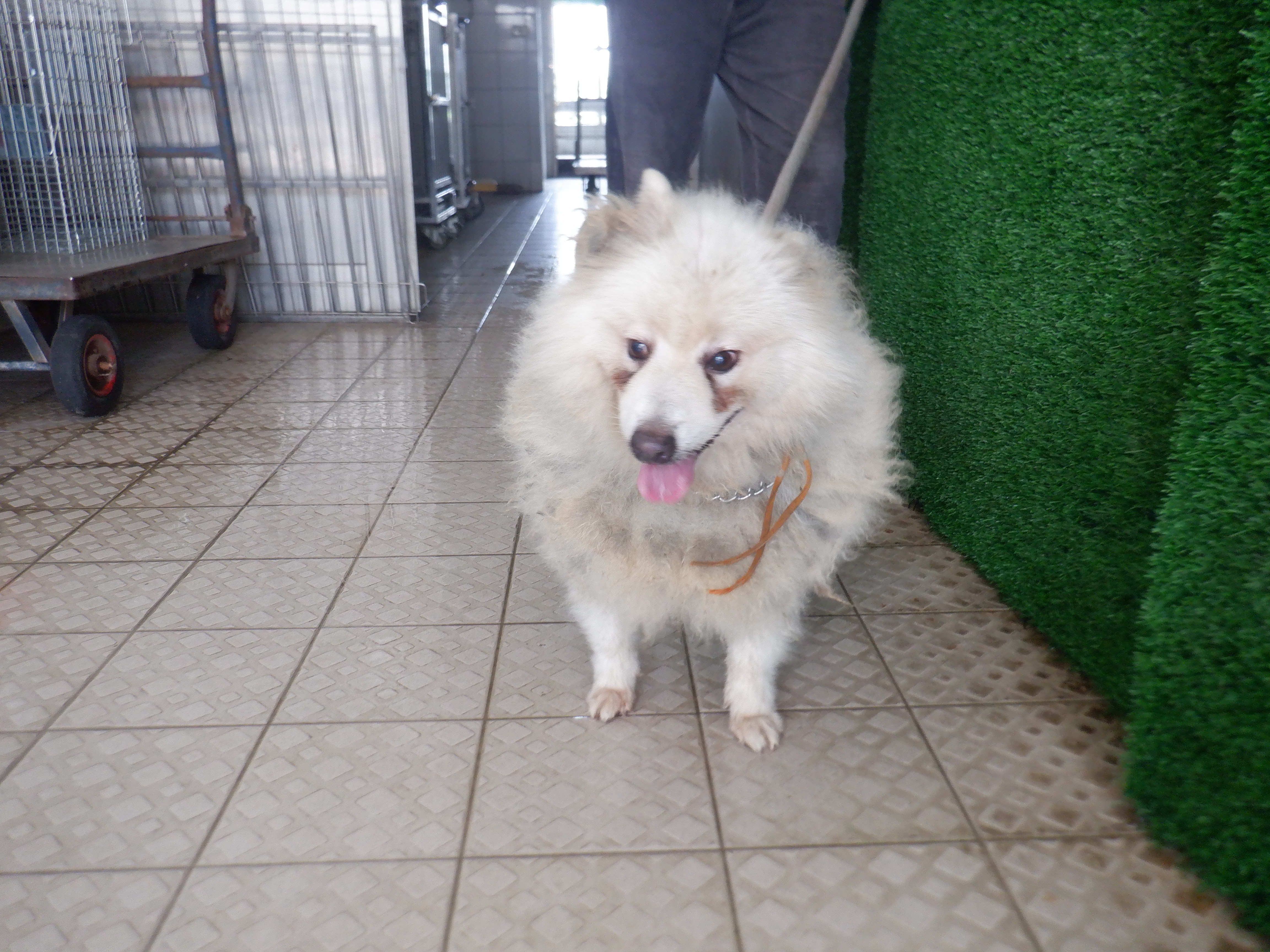 南投縣已領養狗 日本狐狸犬