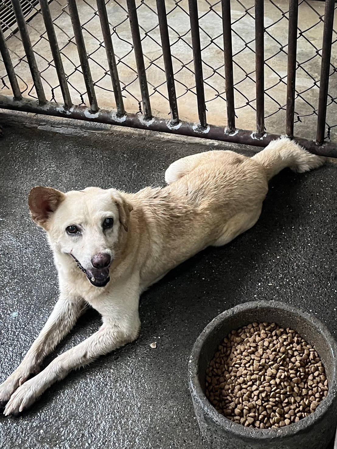 彰化縣已領養狗 混種犬
