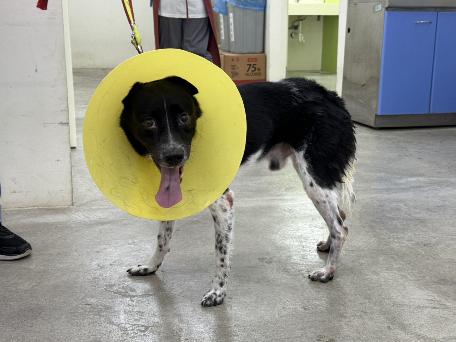 台北市已領養狗 混種犬