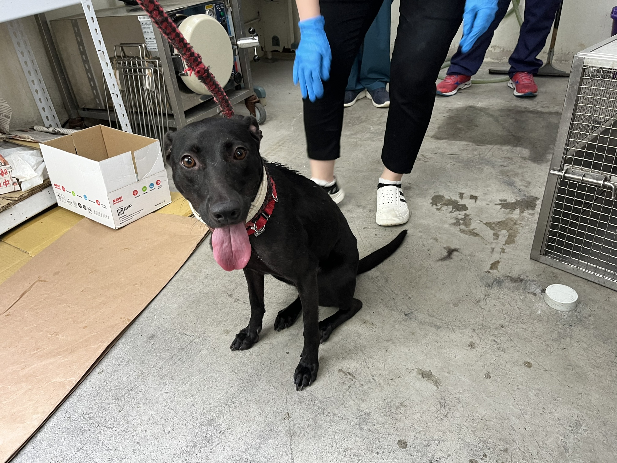 台北市已領養狗 混種犬