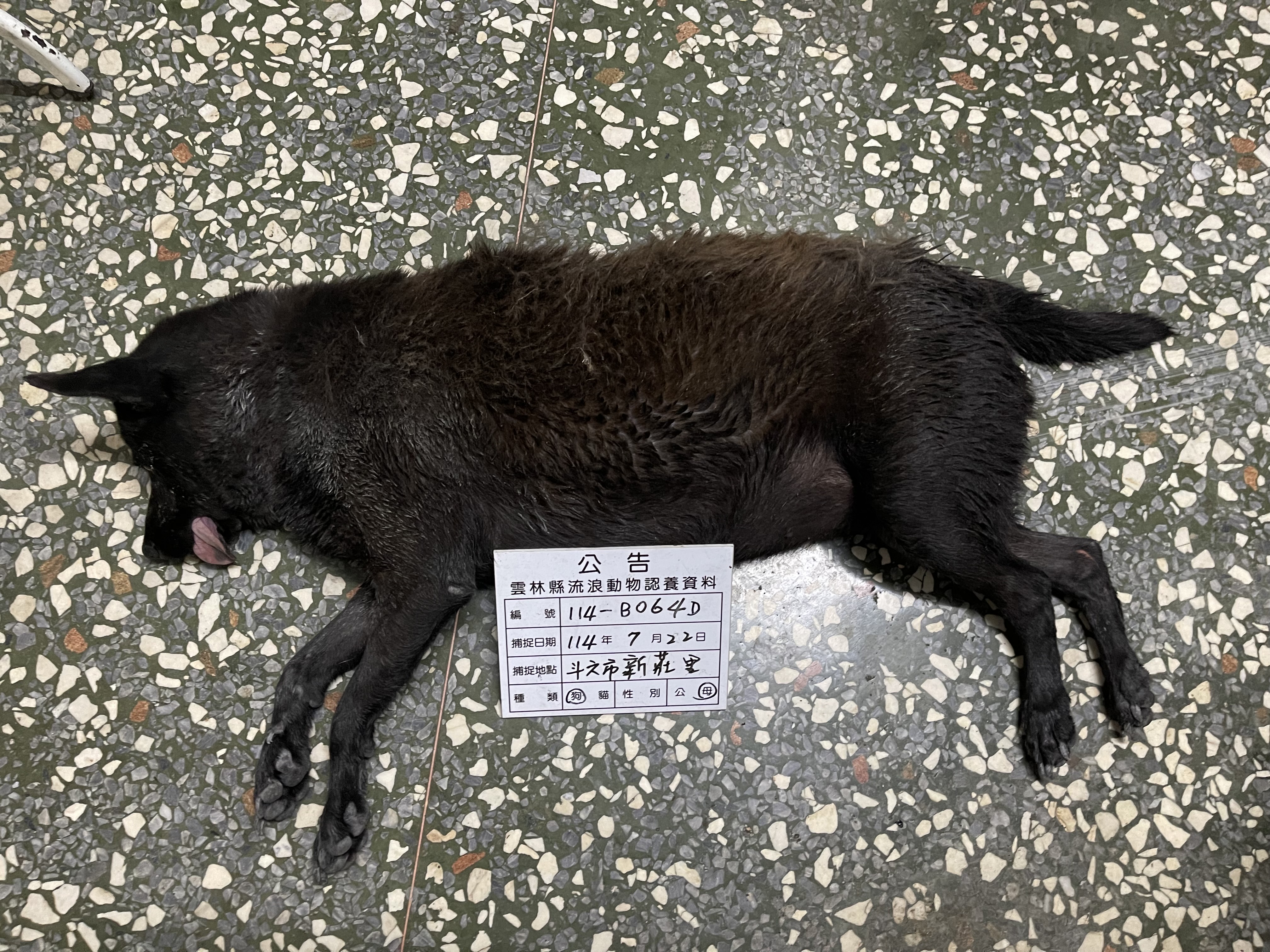 雲林縣已領養狗 混種犬