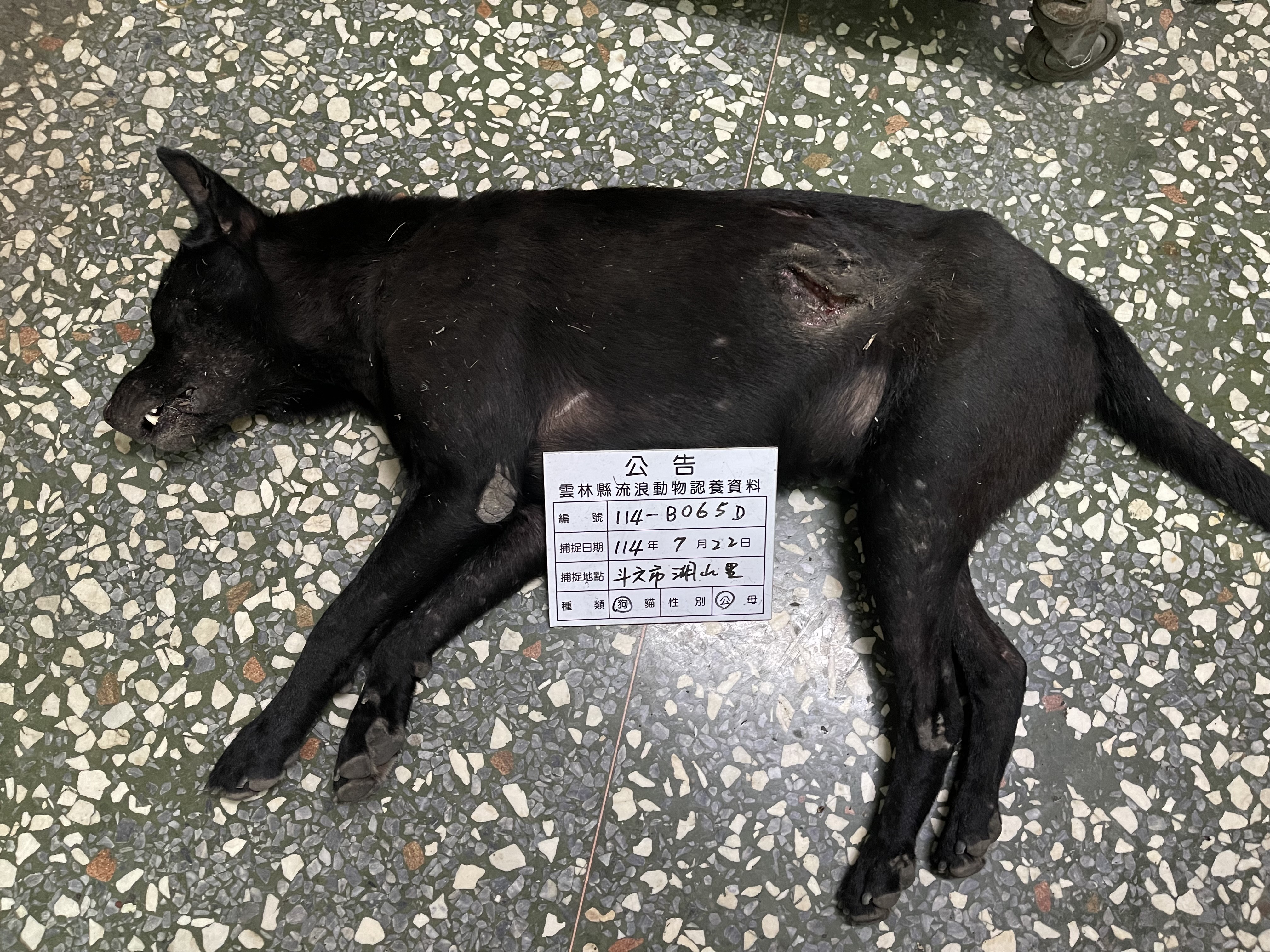 雲林縣已領養狗 混種犬
