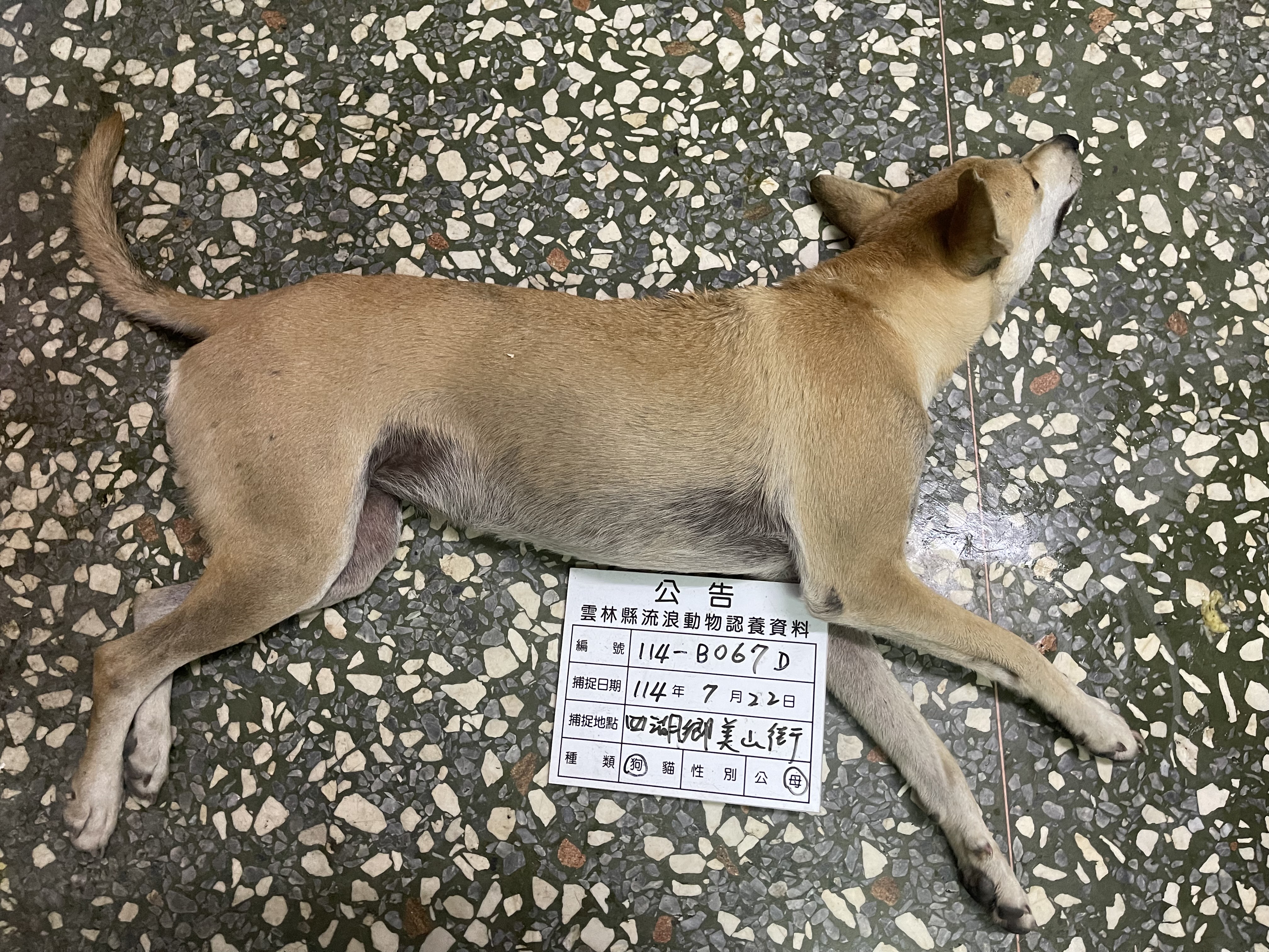 雲林縣已領養狗 混種犬