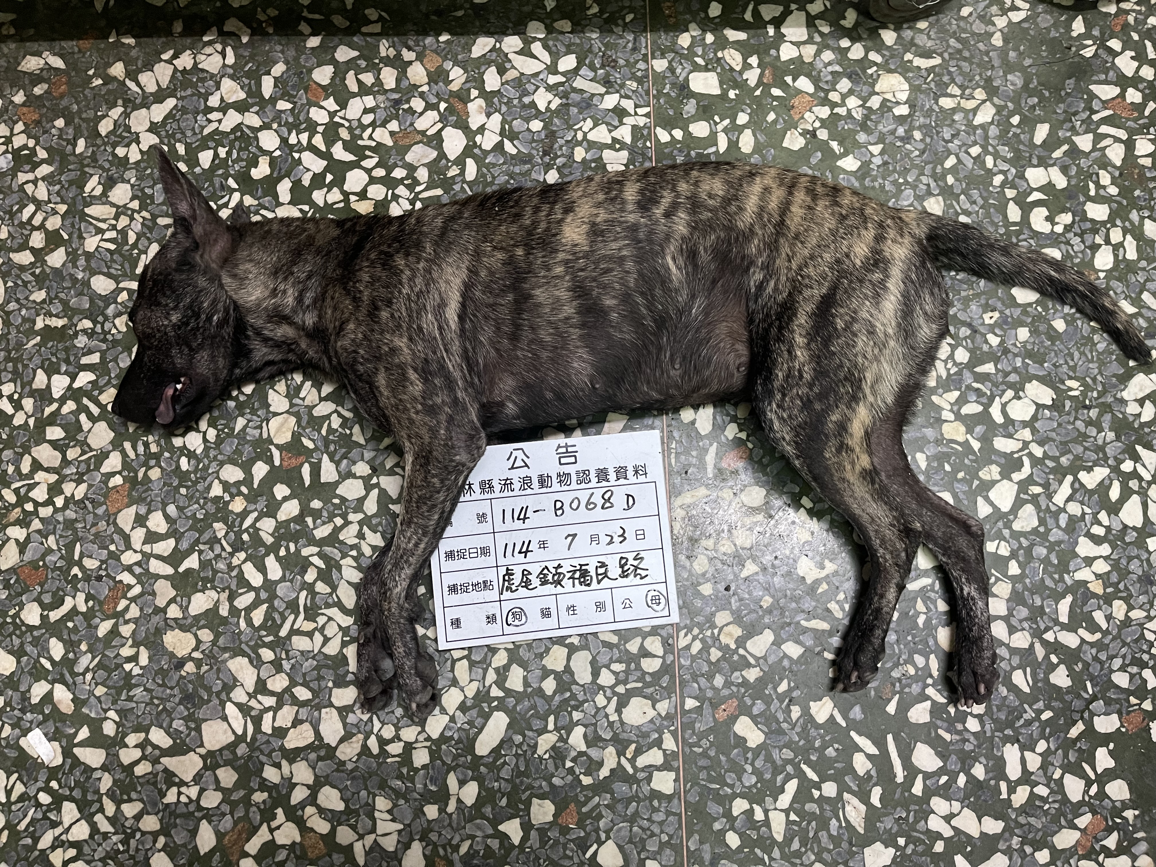 雲林縣已領養狗 混種犬