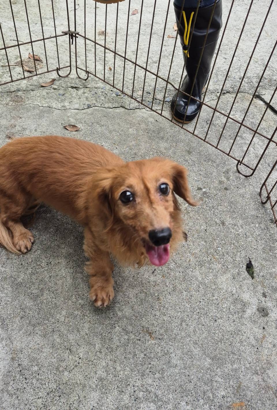 新北市待認養狗 臘腸犬