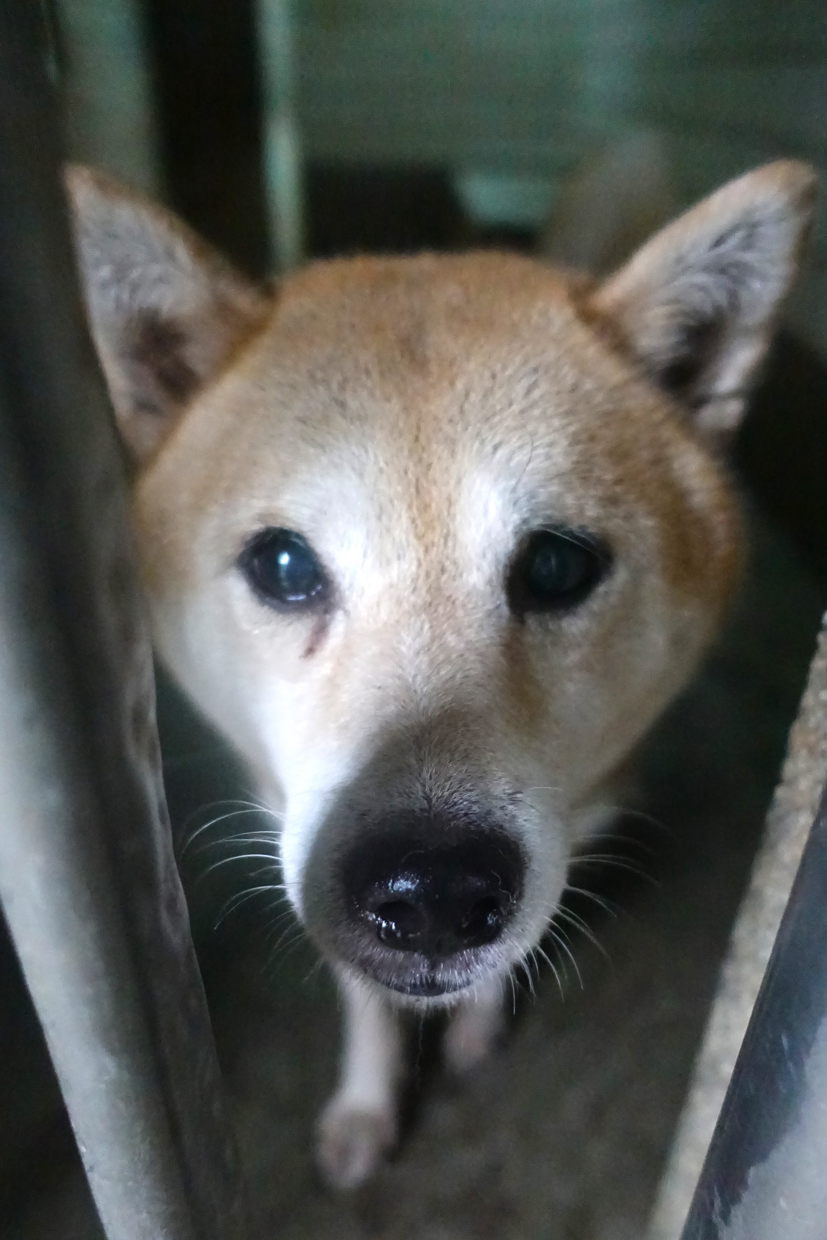 宜蘭縣已領養狗 柴犬
