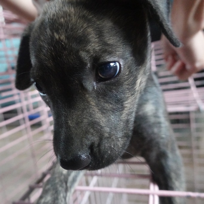 台南市已領養狗 混種犬