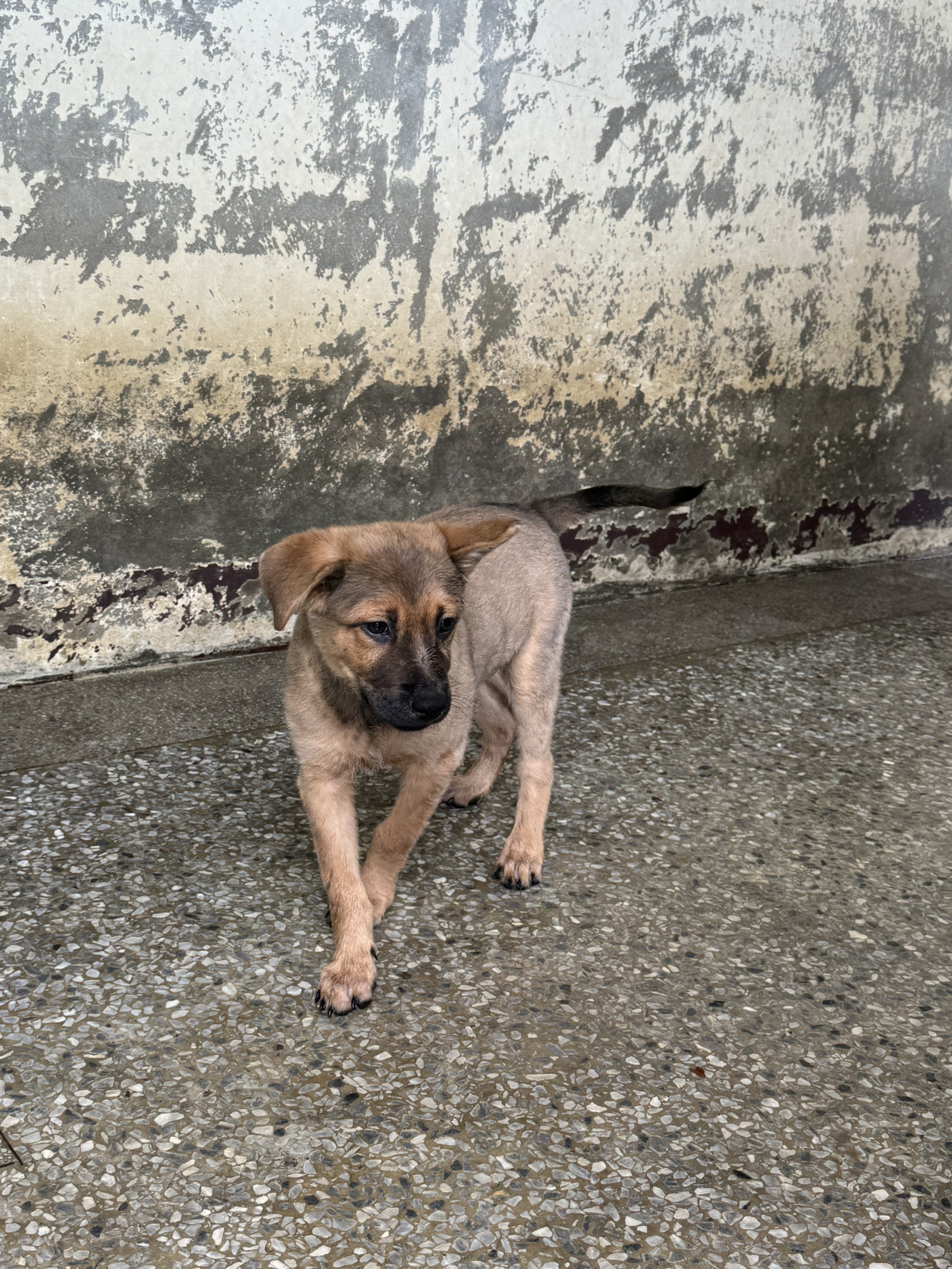 苗栗縣已領養狗 混種犬