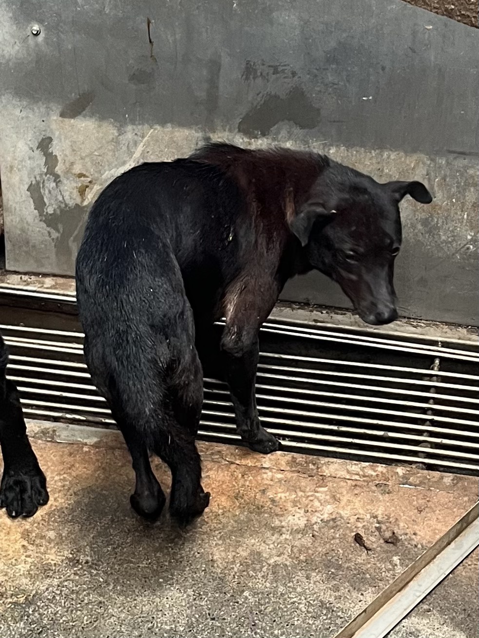 彰化縣已領養狗 混種犬