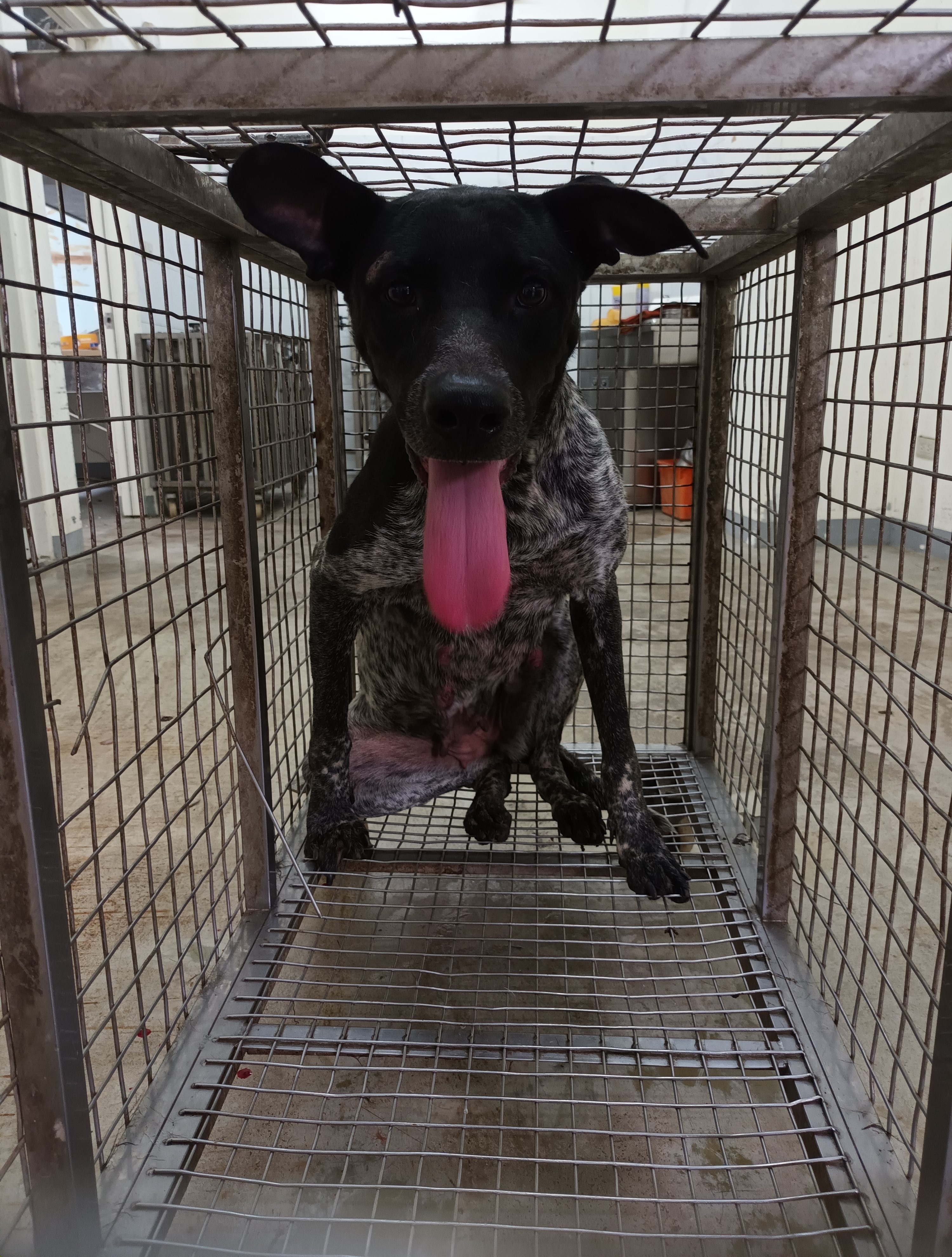 嘉義縣已領養狗 混種犬