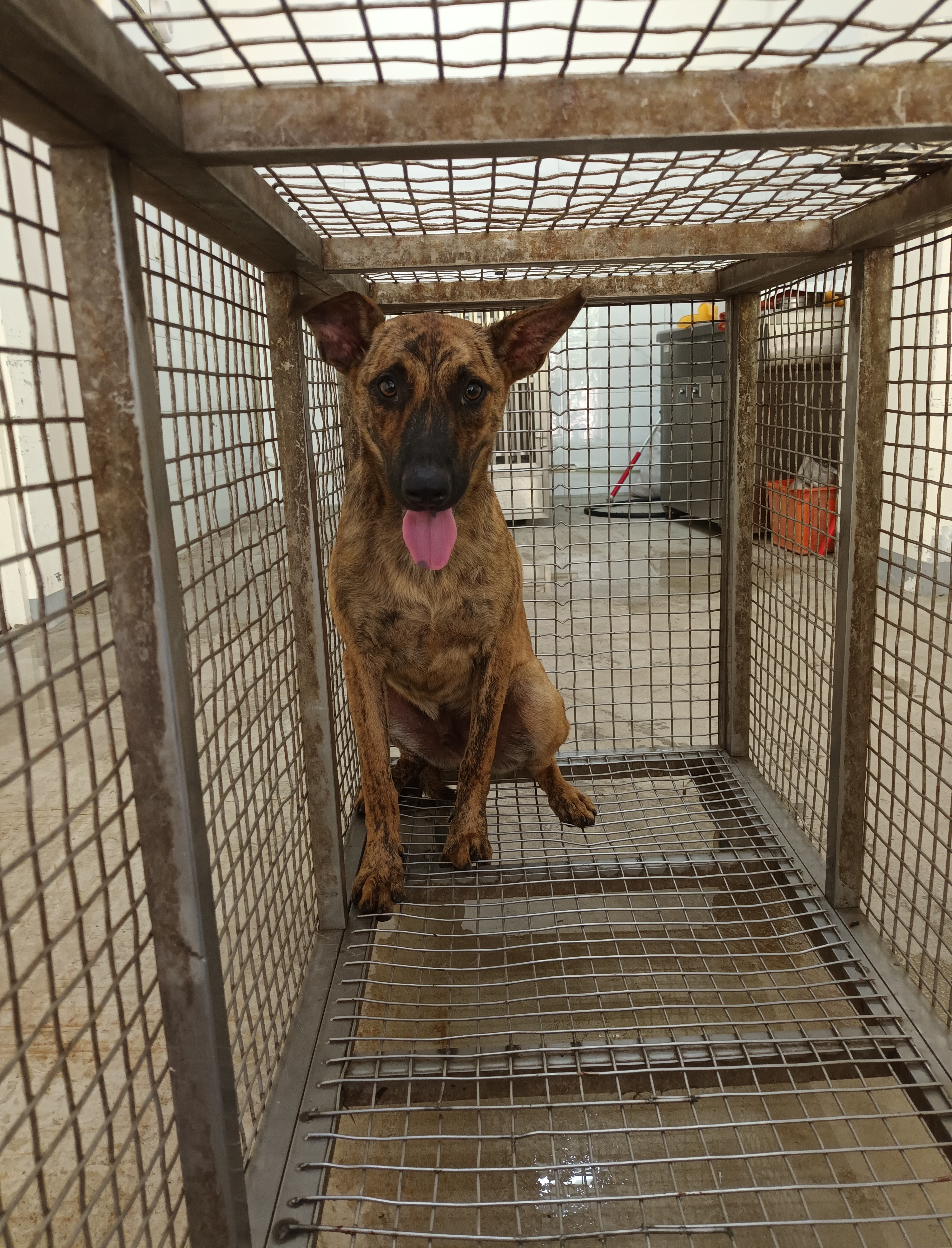嘉義縣已領養狗 混種犬