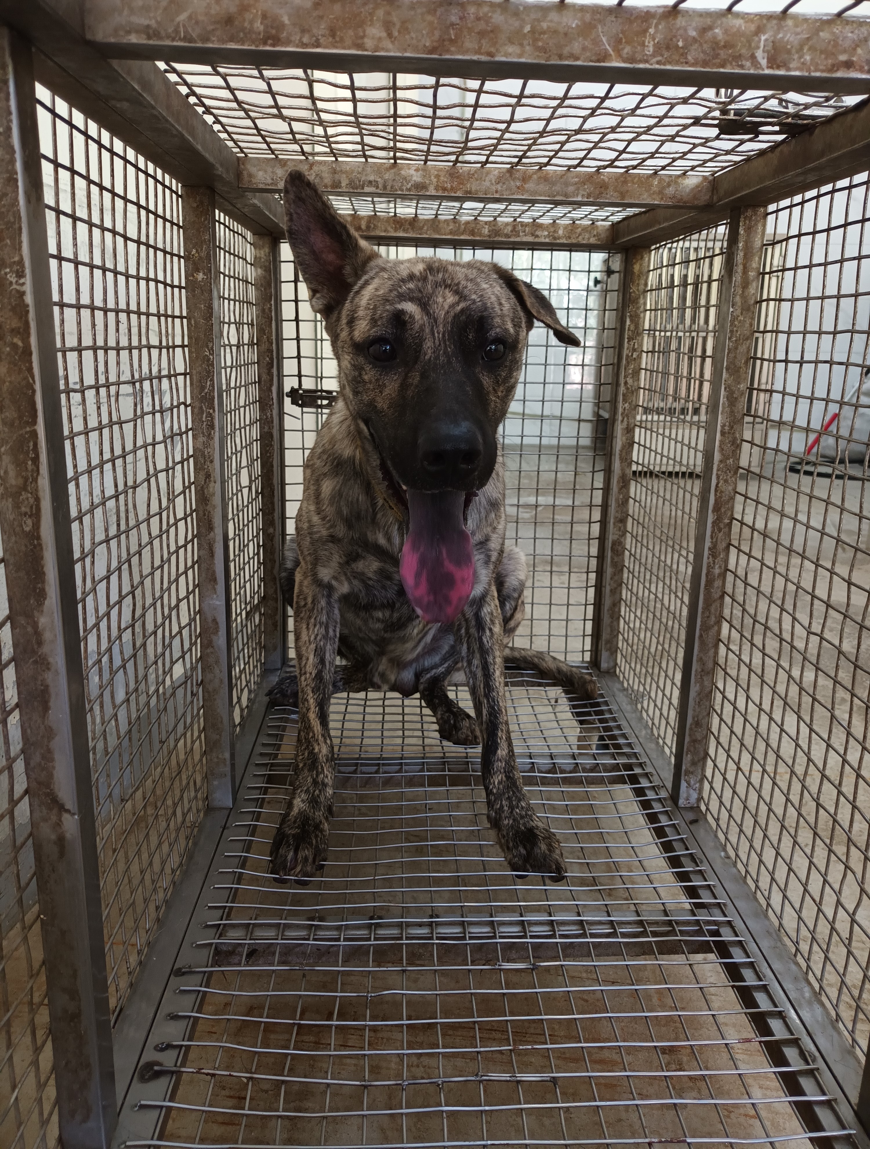 嘉義縣已領養狗 混種犬